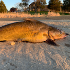 bigbreadboat's Avatar'