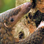 StephaneRufier's Avatar'