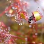Drosera.AngeliK's Avatar'