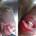 TupFkNikka's Avatar'