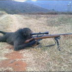Sniper_-_Monkey's Avatar'
