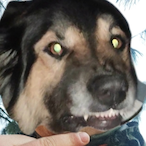 GopnikMcBear's Avatar'