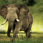 TheGoodElephant's Avatar'