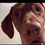 Cumsnifferr223's Avatar'