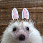 UwU_ilux's Avatar'