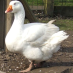 IAmJustAGoose's Avatar'