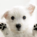 DogMaster308's Avatar'