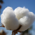 CottonTheGreat's Avatar'