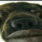 Juice.NOVA's Avatar'