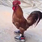 F0CC_BOI_78's Avatar'