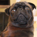PekoCha.'s Avatar'