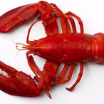 flaccid_lobster's Avatar'