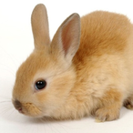 MortalColdram's Avatar'