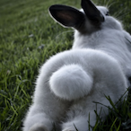 CH1MPATRON's Avatar'