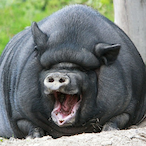 Pogchj's Avatar'