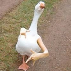 FrickMyPPHard's Avatar'