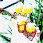 Loquat.'s Avatar'