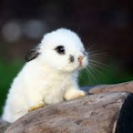 Bunny_'s Avatar'