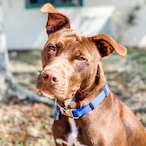 Riposaurus's Avatar'