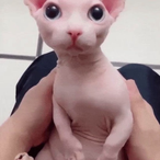 barelyanywasps's Avatar'