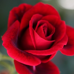 Rose.i's Avatar'