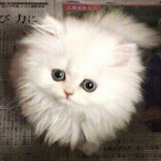 WiskyCraft007's Avatar'