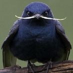 SD.BeardNotBird's Avatar'