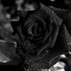 SN-Delta's Avatar'