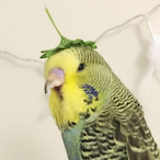 Budgie117's Avatar'