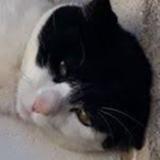 Drunk__Gopnik's Avatar'