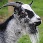 WennyTheGoat's Avatar'
