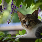 SUPERJET_PED's Avatar'