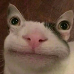 Bacababba's Avatar'