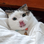 TimingScarab612's Avatar'