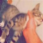 Cat.Choker's Avatar'
