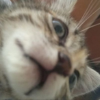 Pistachii's Avatar'
