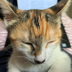 ForbiddenJobu's Avatar