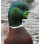 toxic_shooter43's Avatar'