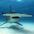 DirtyDan0G's Avatar'