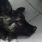 MarkingRook's Avatar'