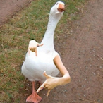GooseGangster's Avatar'