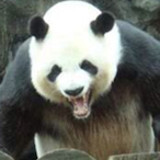 Captain-Pandaa's Avatar'