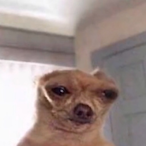 TlTIManipulator's Avatar'