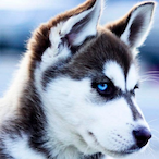 Aussiiee's Avatar'