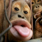 chewsbaa's Avatar'