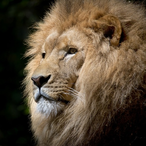Meep_Leon's Avatar'