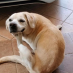 FreakyDog7's Avatar'