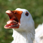 TheDip2468's Avatar'