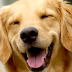 AlpacaWithAnAwp's Avatar'