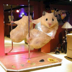 Hamster_Dance's Avatar